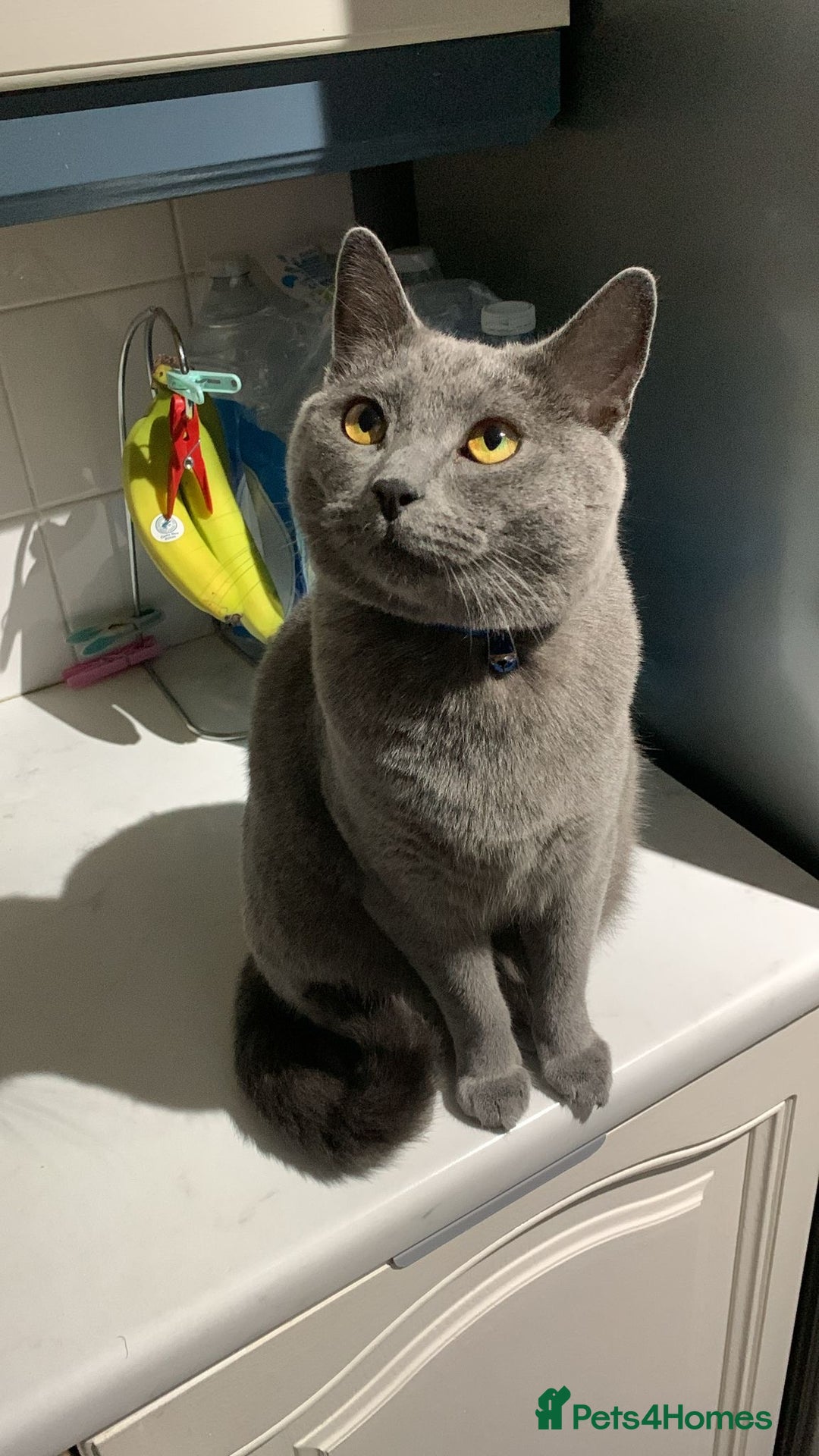 British Shorthair cats for sale: British shorthair x Russian blue male cats age 1 - Advert 7