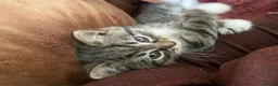 Mixed Breed cats for sale: Ragdoll/tabby mix in Shipley - Advert 7