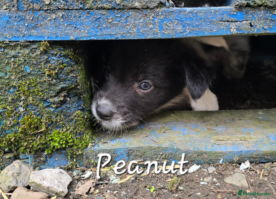 Border Collie dogs for sale:  Any farmers looking for working dogs? - Image 11