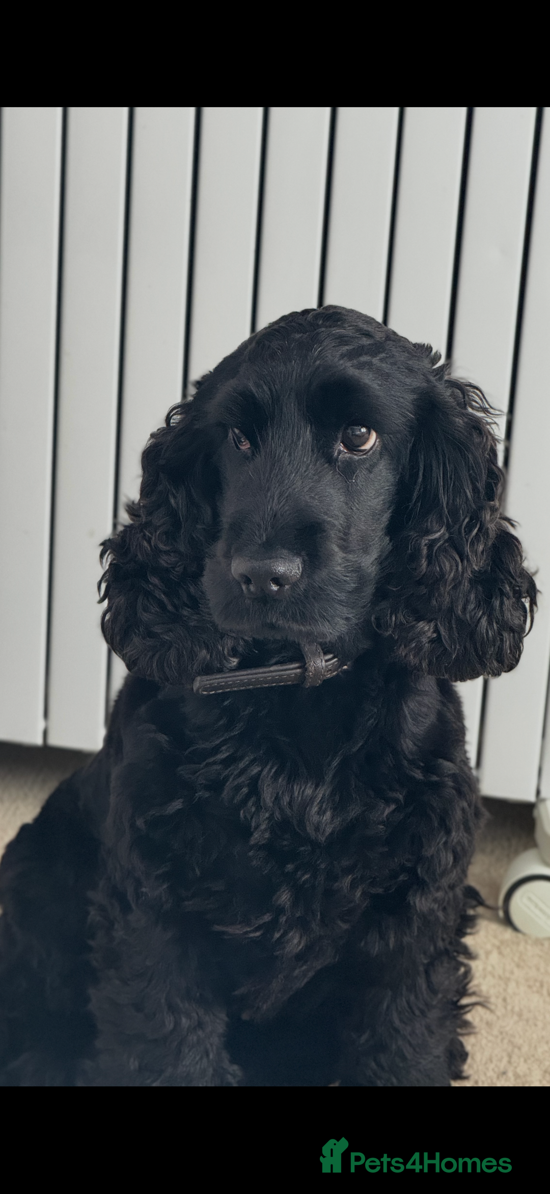 Cocker Spaniel dogs for sale: Show Type Cocker Spaniel  - Advert 12