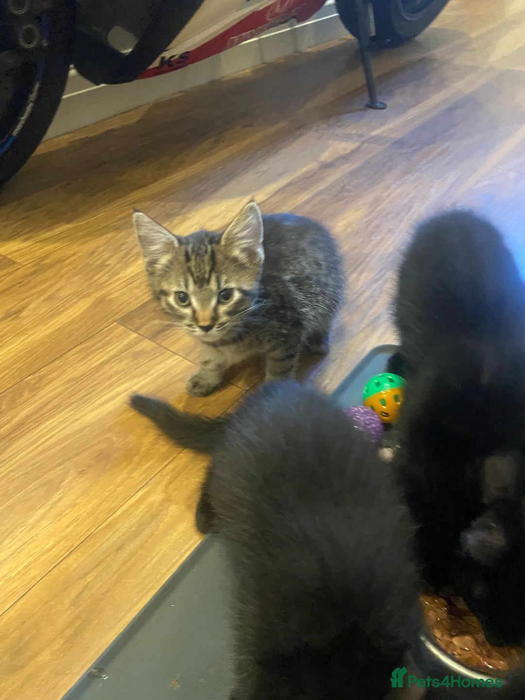 Mixed Breed cats for sale: Three mixed breed kittens - Image 14