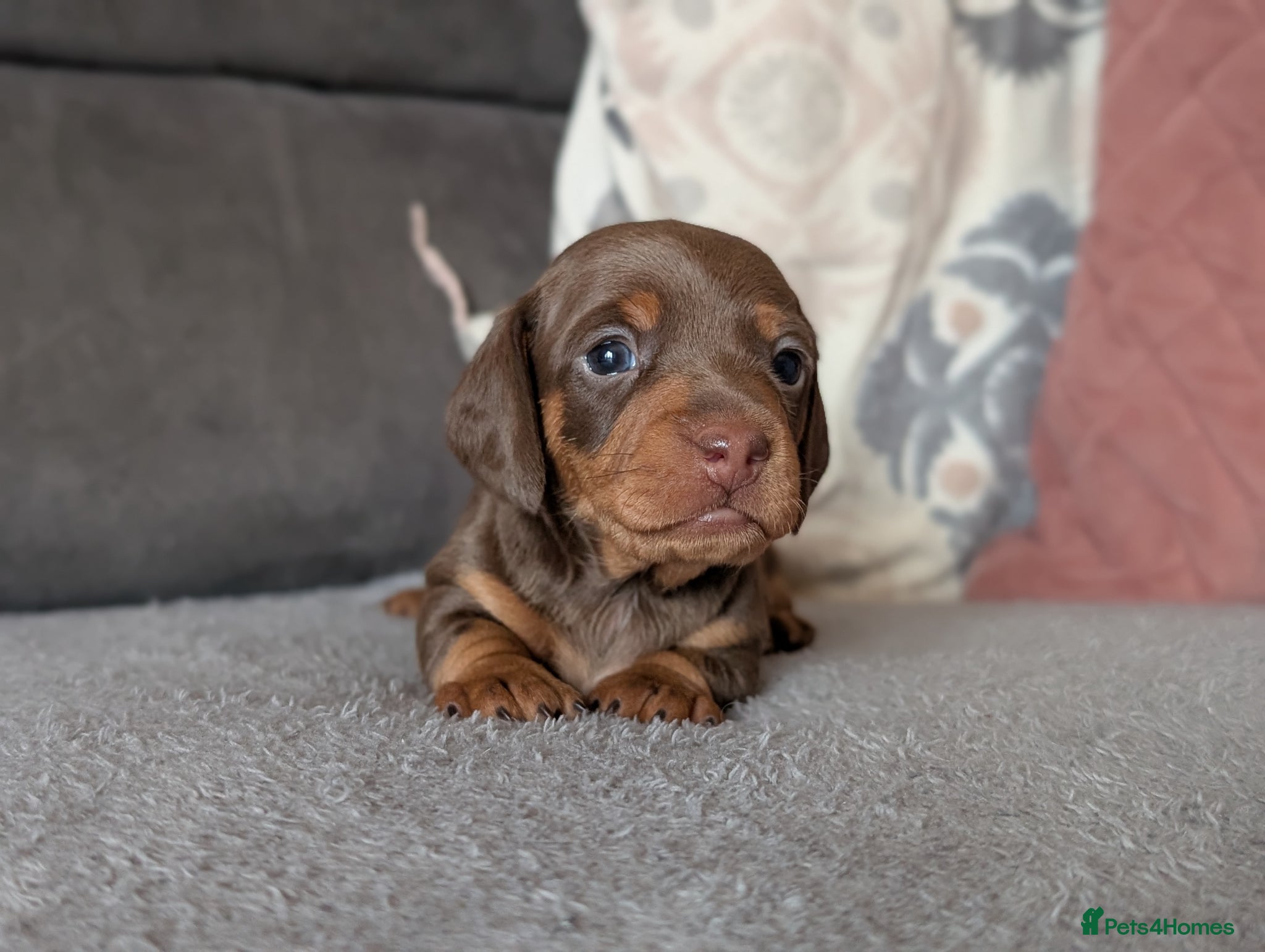 Miniature Dachshund dogs KC reg Miniature Dachshund long and short haired  - Advert 1