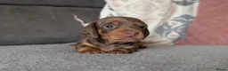 Miniature Dachshund dogs for sale: KC reg Miniature Dachshund long and short haired  - Advert 4