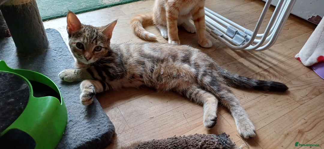 Mixed Breed cats for sale: Kitten  - Image 2