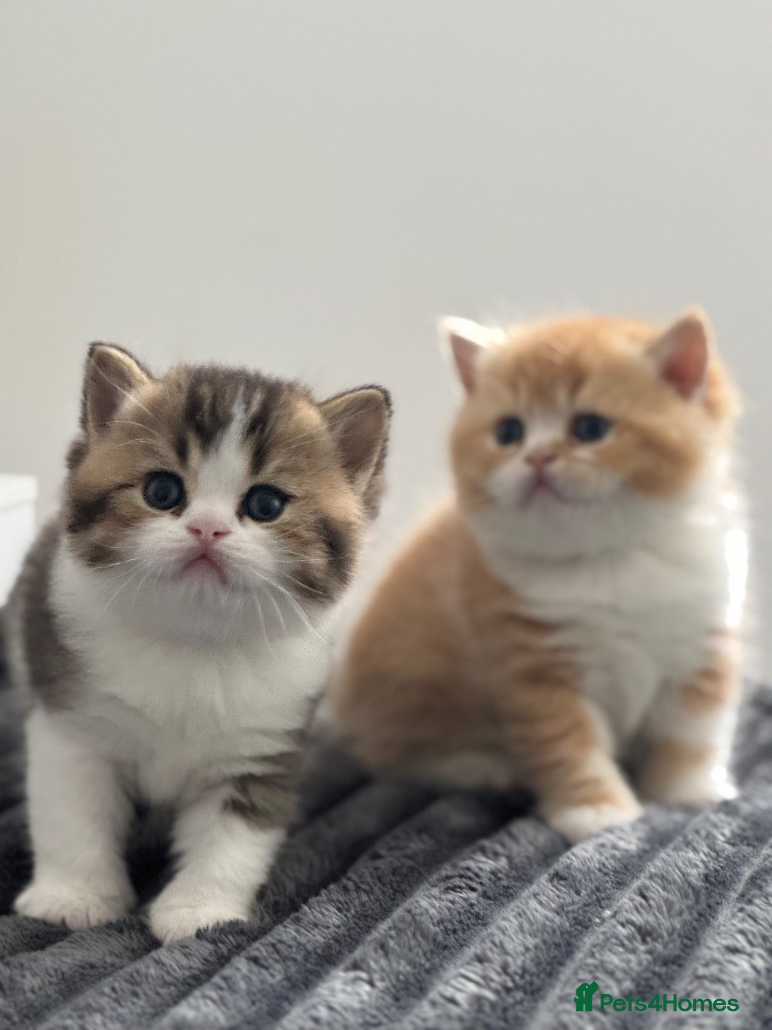 British Shorthair cats Two stunning male kittens TICA reg (September)  - Advert 1