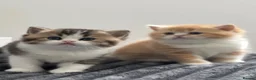 British Shorthair cats for sale: Two stunning male kittens TICA reg (September)  - Advert 1