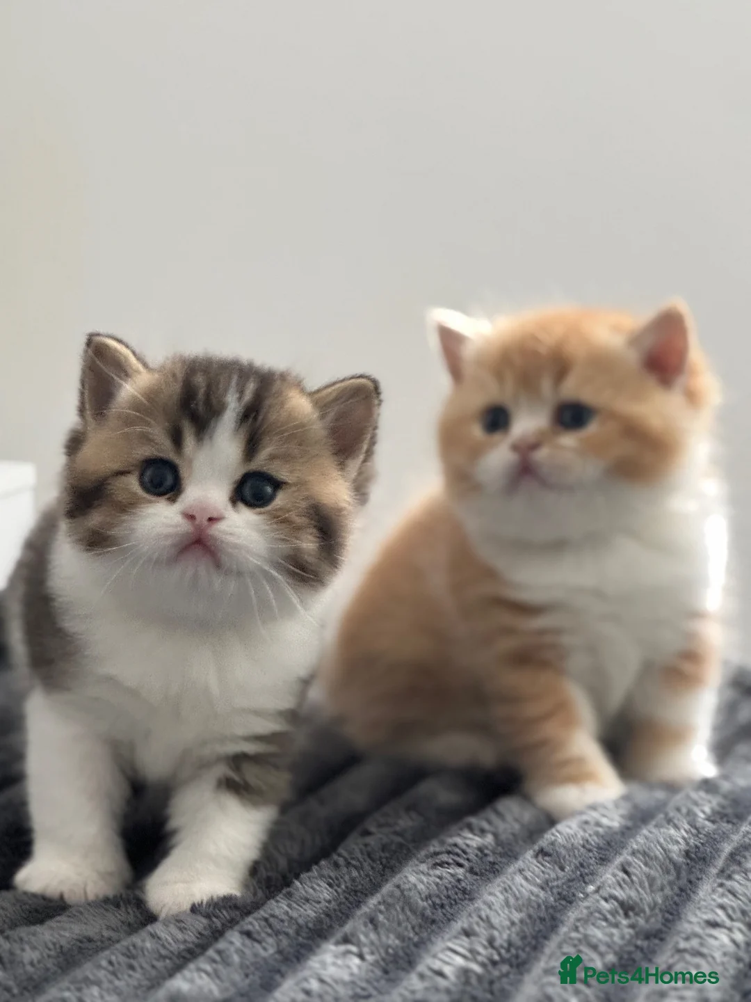 British Shorthair cats for sale: Two stunning male kittens TICA reg (September)  - Advert 1