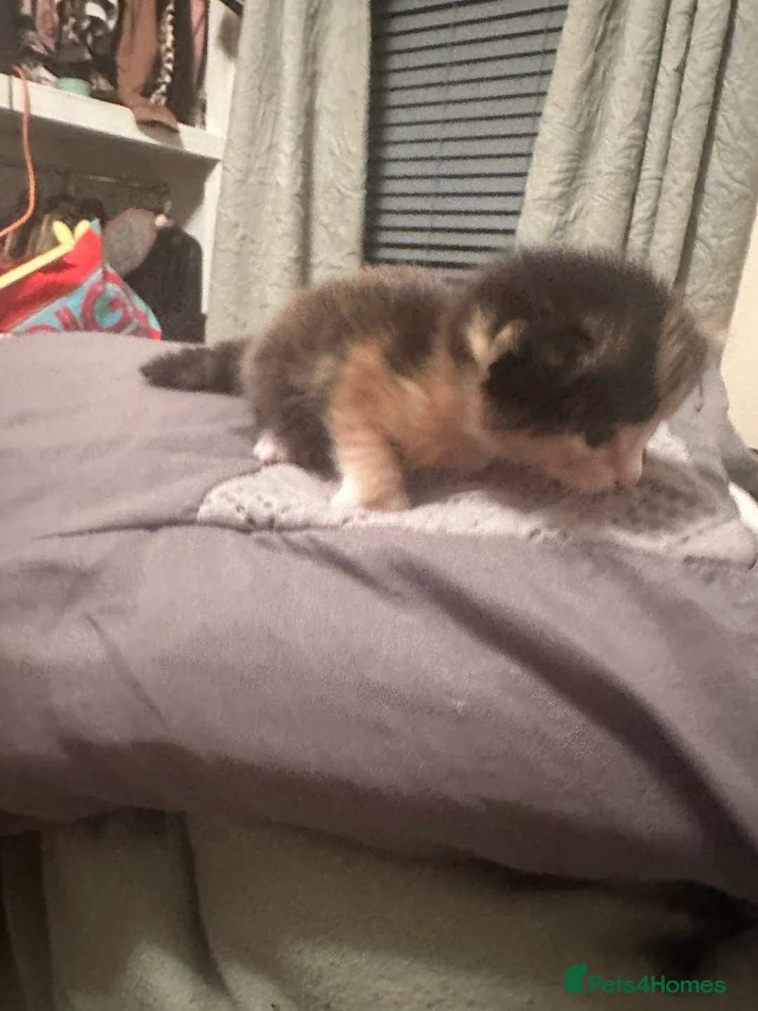 Mixed Breed cats for sale: Kittens for sale - Advert 4
