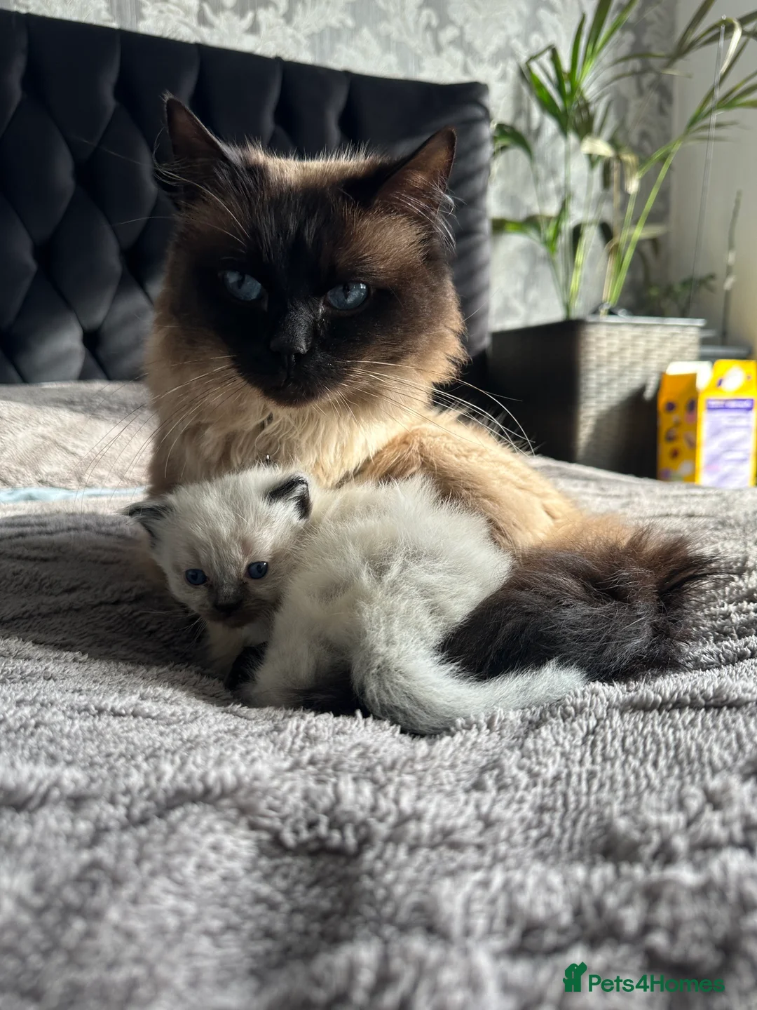 Ragdoll cats for sale: Beautiful seal point ragdoll for sale 💕 in Bradford - Advert 6
