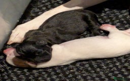 Mixed Breed dogs for sale: F1 jackcain  - Advert 24