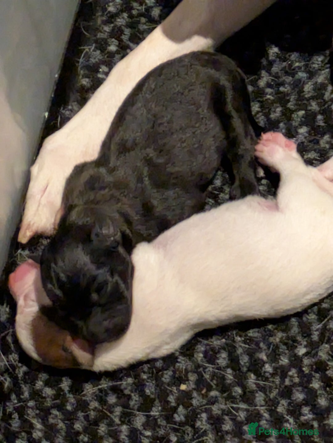 Mixed Breed dogs for sale: F1 jackcain  - Advert 24