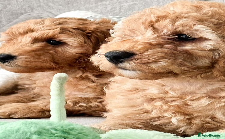 Cavapoo dogs - Advert 11