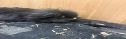 Mini Lion Lop rabbits for sale: Baby Rabbits for sale  - Advert 21