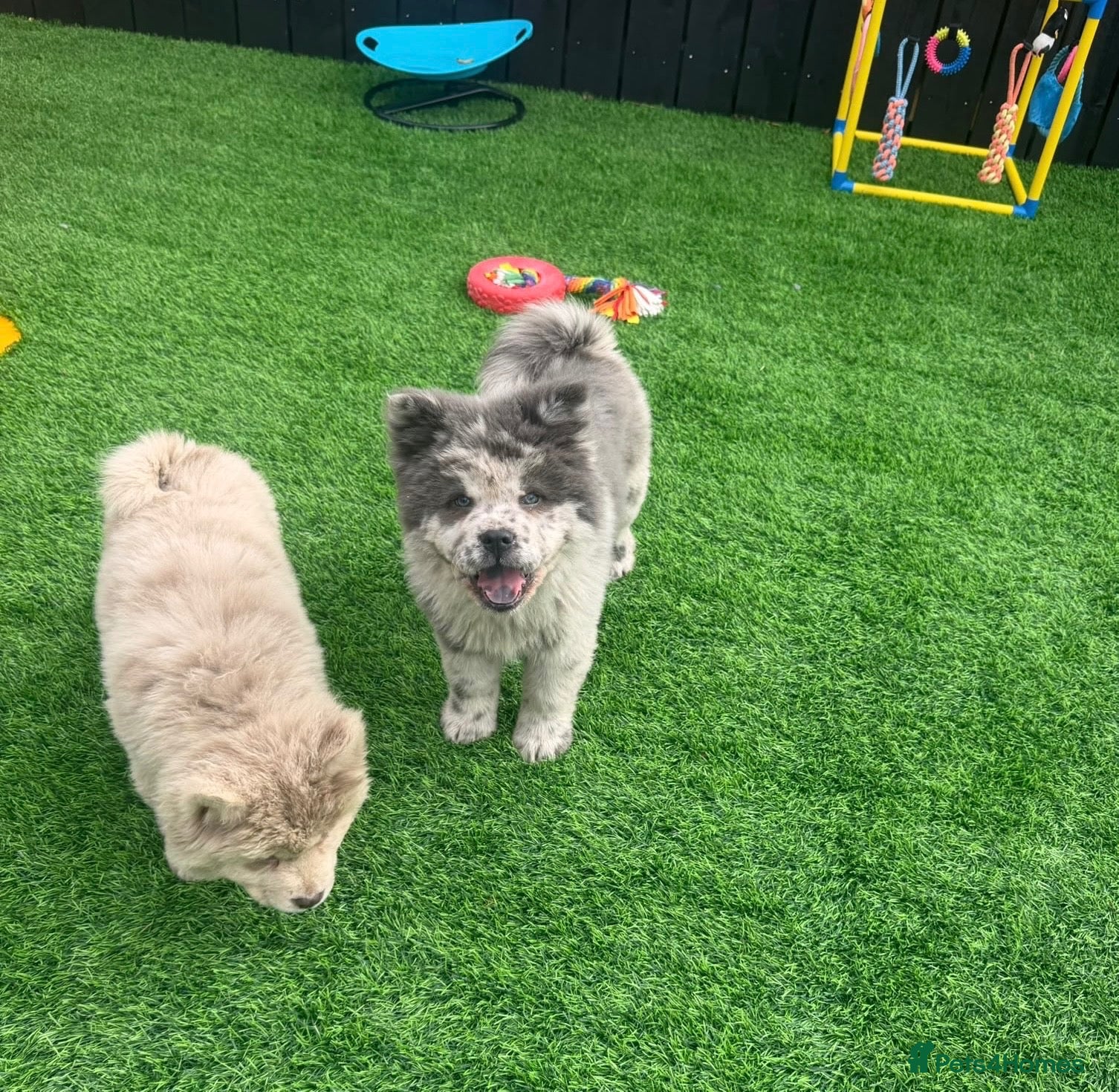 Chow Chow dogs Exotic colour pure chow chow puppies for sale  - Advert 1