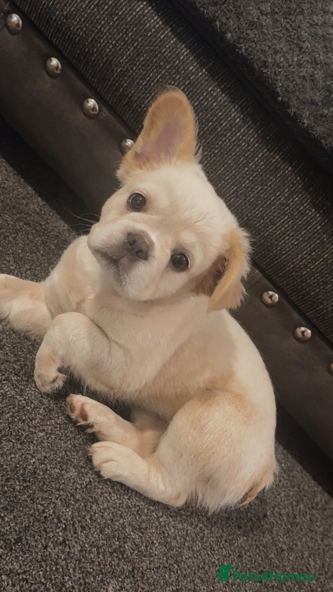 French Bulldog dogs for sale: Fluffy French bulldog  - Advert 2