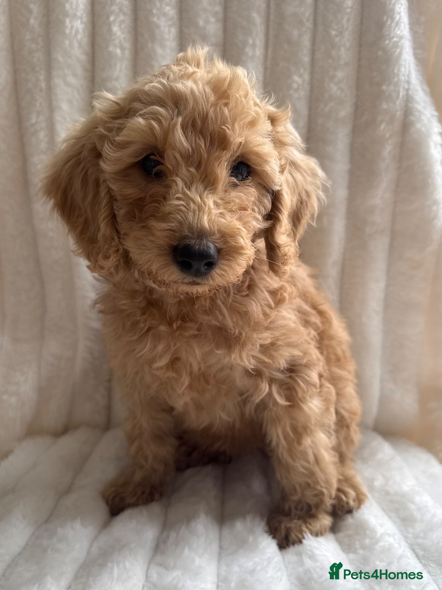 Cockapoo dogs LAST BOY READY TO LEAVE!!! COCKAPOO PUPPIES - Advert 4