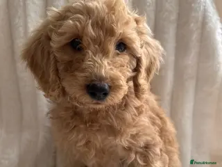 Cockapoo dogs LAST BOY READY TO LEAVE!!! COCKAPOO PUPPIES - Advert 4