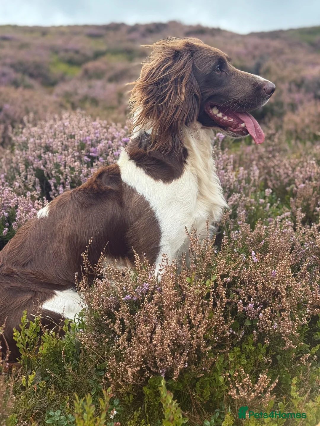 English Springer Spaniel dogs for stud: Heavily Marked Health Tested L/W Springer Stud - Advert 2