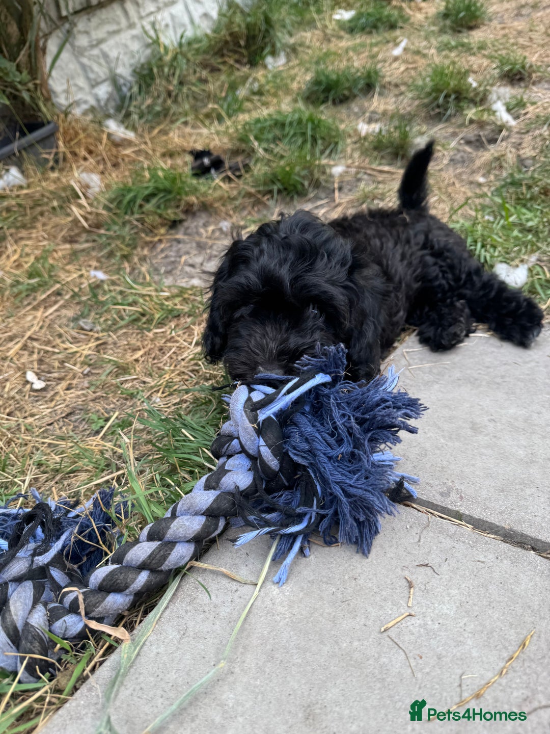 Shihpoo dogs for sale: 4 shihpoo males ready now in Telford - Image 27