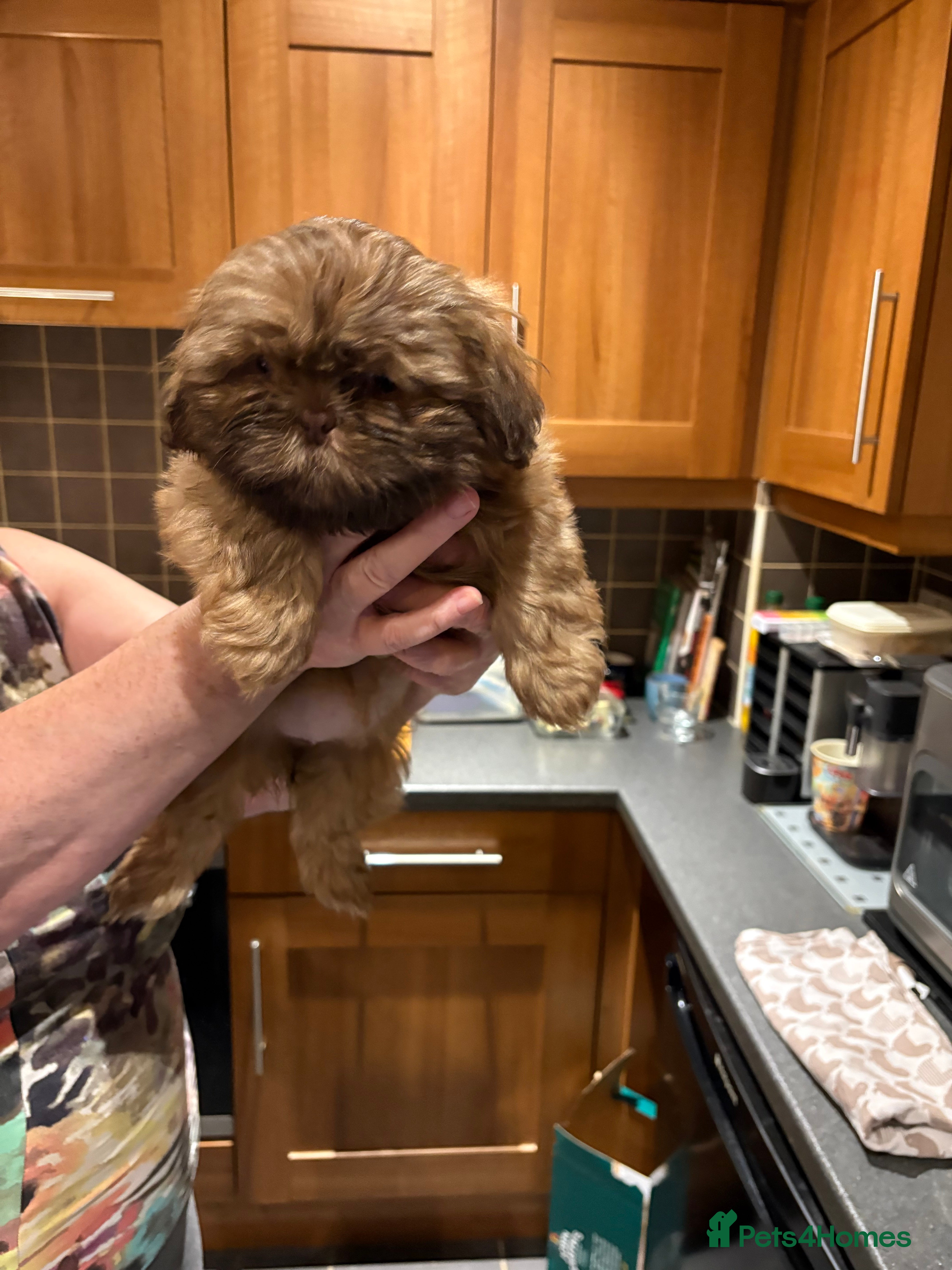 Shih Tzu dogs Karashishi shih tzu Ready Now - Advert 5