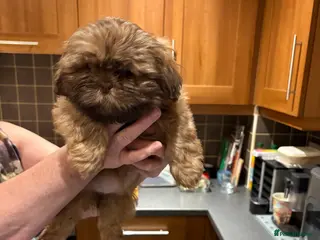 Shih Tzu dogs Karashishi shih tzu Ready Now - Advert 5