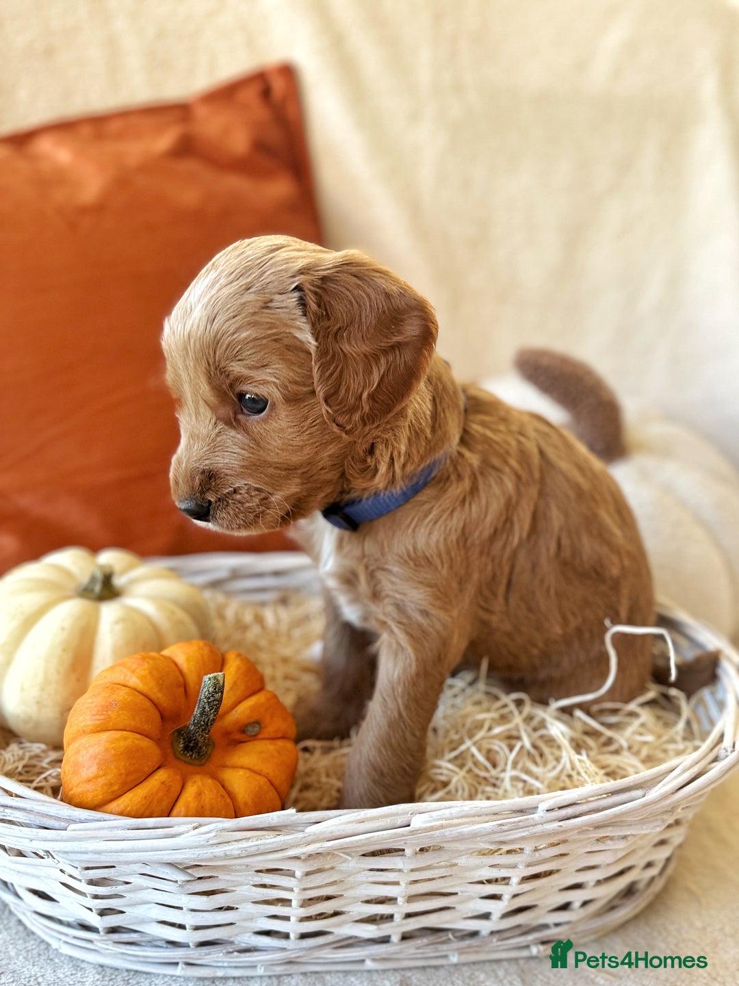 Australian Labradoodle dogs for sale: Pure Multigen Australian Labradoodle Puppies - Image 10