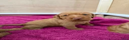Hungarian Vizsla dogs for sale: Wirehaired Hungarian Vizsla - Advert 11