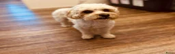 Maltipoo dogs for sale: Motchi - Advert 6