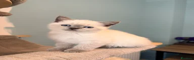 British Shorthair 2