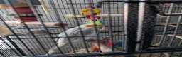 Cockatiels birds for sale: Cockatiel and cage for sale due to owners health  in Coventry - Advert 4