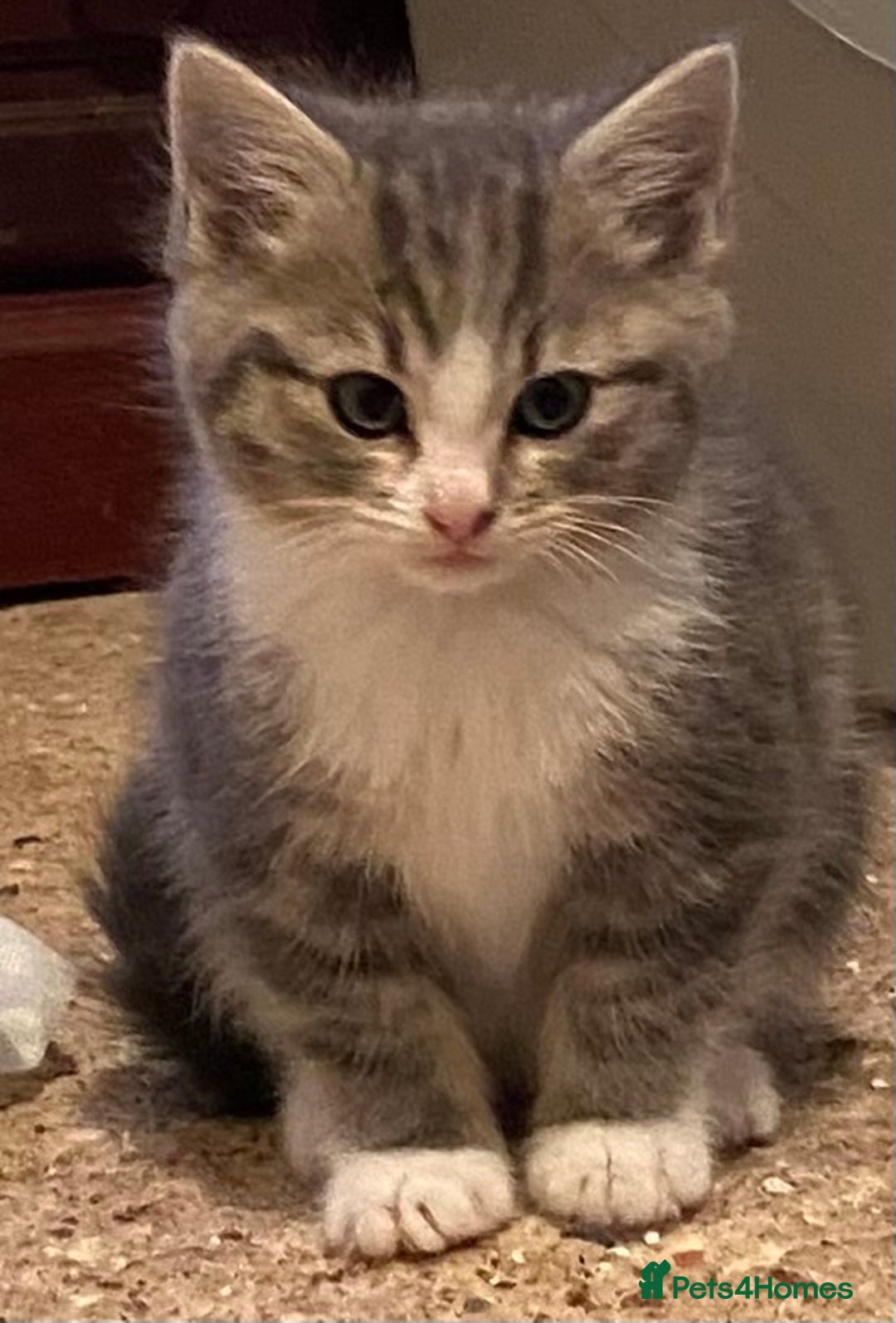 Mixed Breed cats for sale: Stunning part Siamese kittens ready now - Advert 17