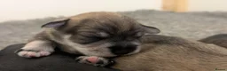 Miniature Schnauzer dogs for sale: KC Health Tested, Miniature Schnauzer Puppies - Advert 4
