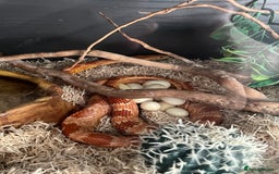 Corn Snake reptiles for sale: eight corn snakes hatchlings ready to be bought ! - Image 13