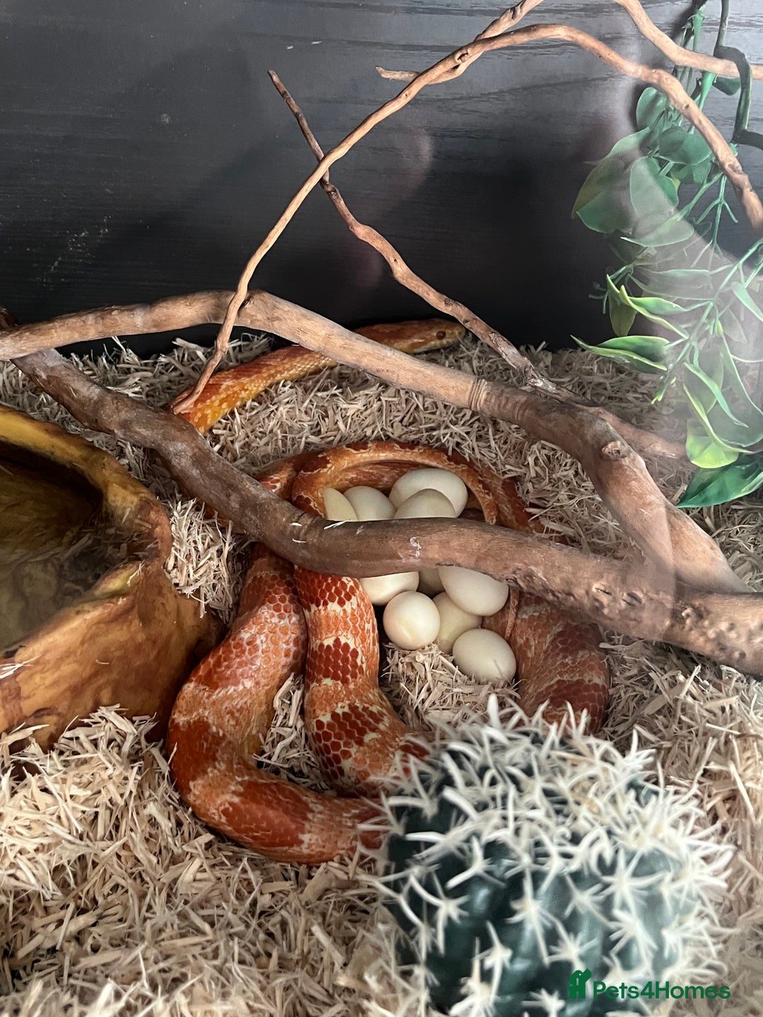 Corn Snake reptiles for sale: eight corn snakes hatchlings ready to be bought ! - Image 13