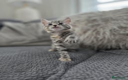 Maine Coon cats for sale: 🐾 Gorgeous Kittens Ready for Their Forever Homes - Image 5