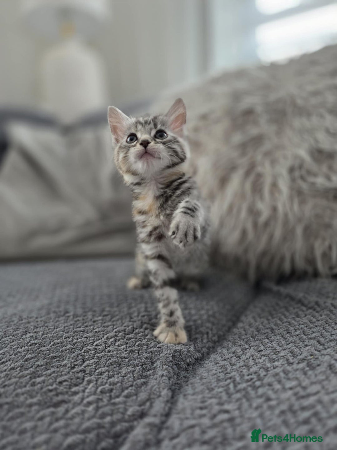 Maine Coon cats for sale: 🐾 Gorgeous Kittens Ready for Their Forever Homes - Image 5