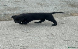 Borador dogs for sale: Labrador x collie pups - Image 3