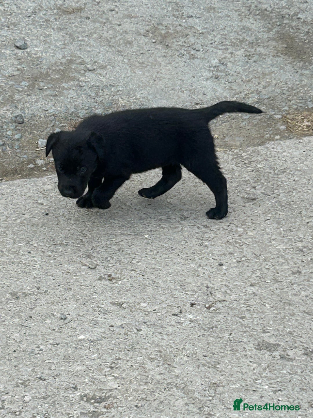 Borador dogs for sale: Labrador x collie pups - Image 3