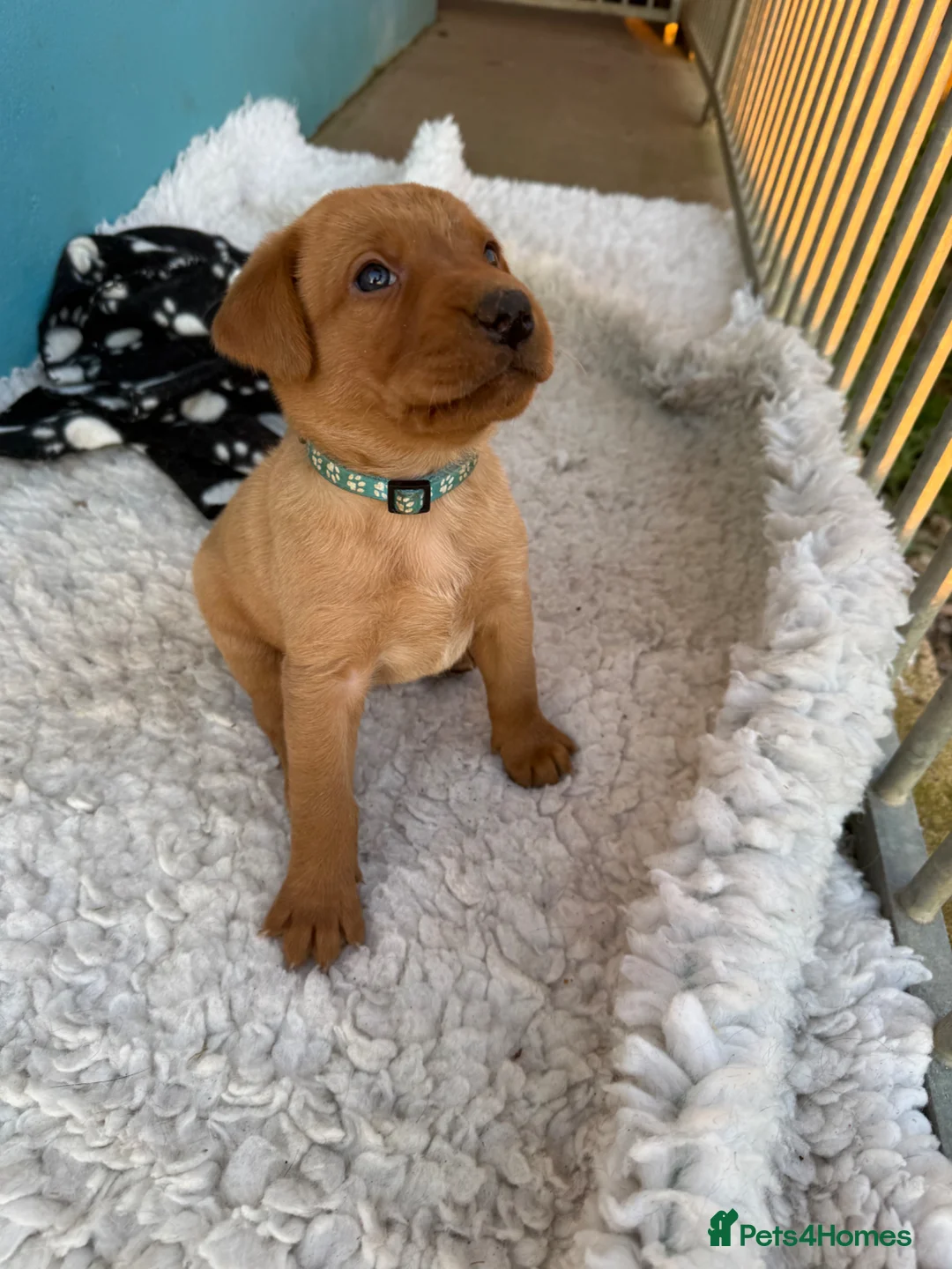 Labrador Retriever dogs for sale: KC Labrador Puppies - Advert 9