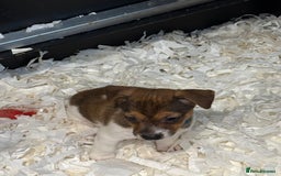 Jack Russell dogs for sale: Jack Russell puppies  - Image 14