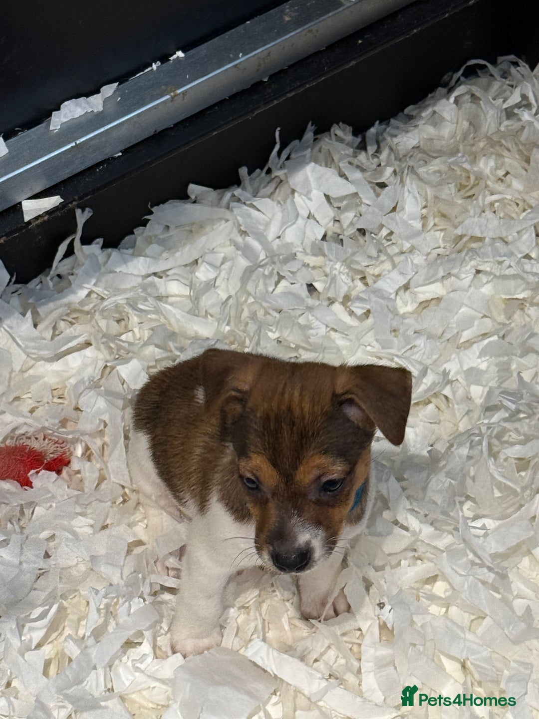 Jack Russell dogs for sale: Jack Russell puppies  - Image 14