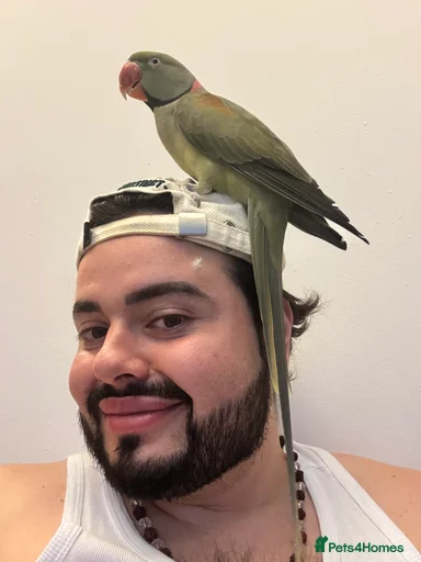 Gallery Image {{count}}