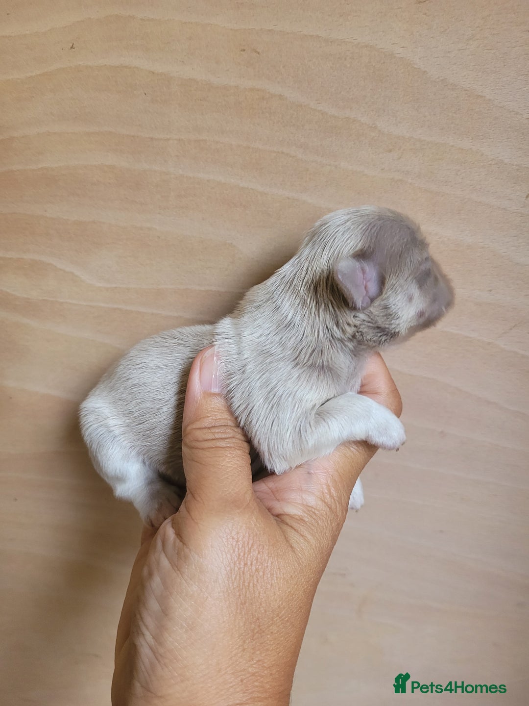 Shih Tzu dogs for sale: Three stunning Lavender/dobie Imperial ShihTzu - Image 5