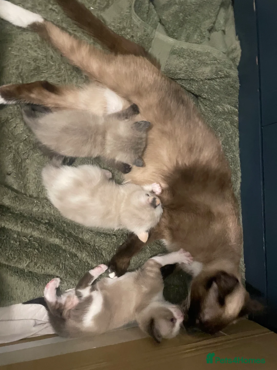 Siamese cats for sale: Beautiful Trio 🩷 - Advert 22