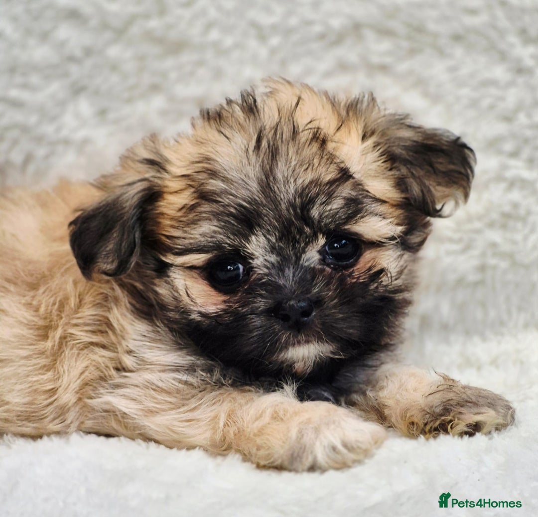 Shih Tzu dogs for sale: Gorgeous Small Imperial Shih tzu puppies READY - Image 11