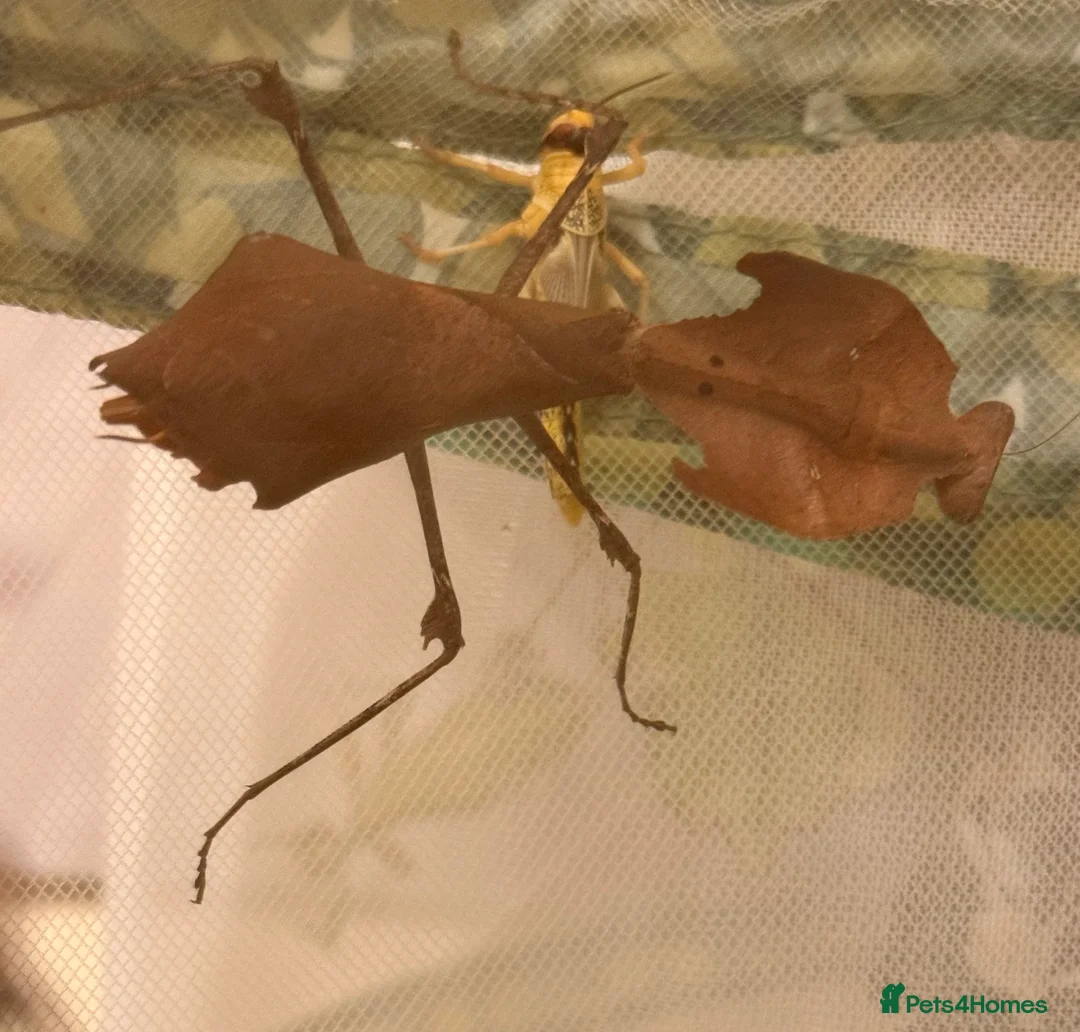 Praying Mantis invertebrates for sale: Malaysian leaf praying mantis For Sale in Boston - Advert 1