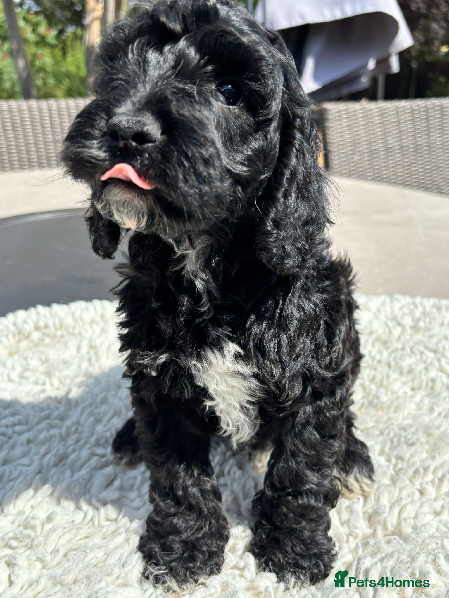 Cockapoo dogs 🐾❤️ Premium F1 Cockapoo Puppy ❤️🐾 - Advert 1