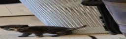 Mixed Breed cats for sale: 5 kittens for sale - Advert 3