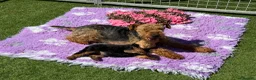 Welsh Terrier dogs for sale: Adorable Welsh terrier puppy  - Advert 3