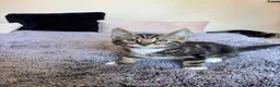 Siberian cats for sale: Siberian kittens in Ipswich - Advert 5